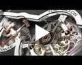 DeWitt video