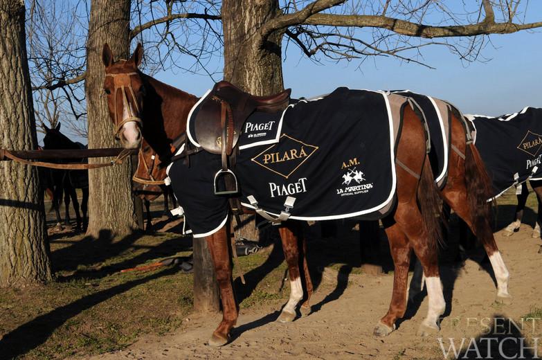 Piaget Polo, a legendary horse ;)