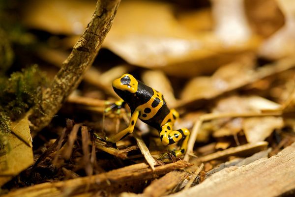 HM3 POISON DART FROG