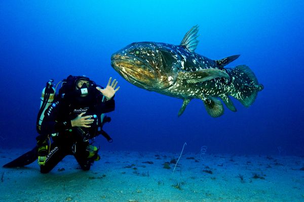 Coelacanth